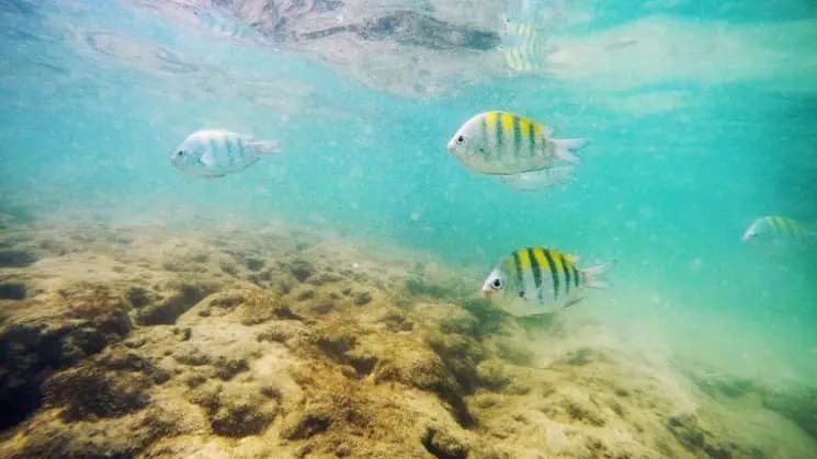 Porto de Galinhas, Pernambuco - Nordeste - Imagen 8