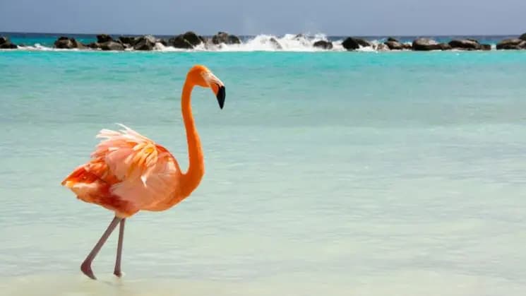 Aruba All Inclusive - Imagen 10