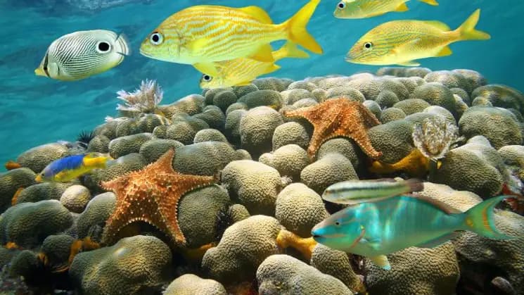 Aruba All Inclusive - Imagen 8