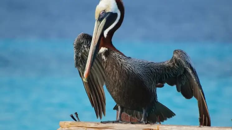 Curazao All Inclusive - Imagen 7